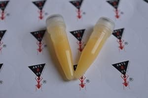 AntsRus Protein Shake for live queen ant and ants! (2 vials)