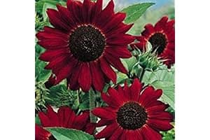 Red Sunflower Seeds UK 80 Helianthus Packet Flower Seeds by Pretty Wild Seeds