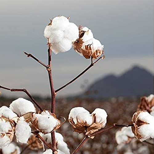 Organyc - 100% Organic Cotton Rounds Chemical Free, For Sensitive Skin (70 Count) - Daily Cosmetics. Beauty and Personal Care — view 5