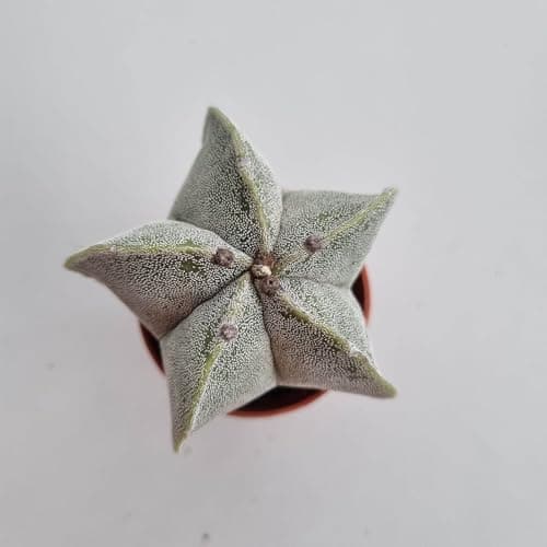 Pentagonal White-Maculated Bishop's Cap Cactus | Astrophytum myriostigma | Low-Maintenance Live Indoor Plant — view 2