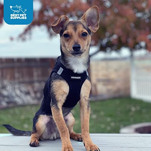 Best Pet Supplies Voyager Step-in Air Harness - All Weather Mesh, Reflective, No Pull Harness for Dogs, Cats - Secure with Hook & Loop Fastener, Buckle, Double D-Rings - Black, S — view 11