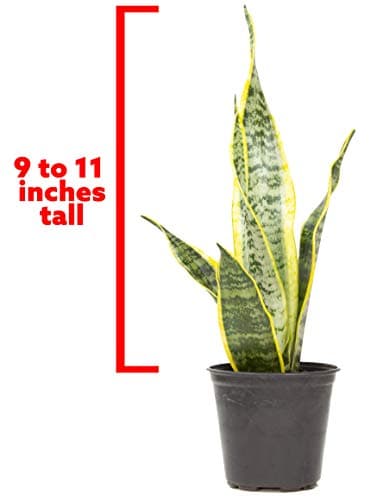 Live Snake Plant, Sansevieria trifasciata Laurentii, Fully Rooted Indoor House Plant in Pot, Mother in Law Tongue Sansevieria Plant, Potted Succulent Plants, Sansevieria laurentii by Plants for Pets — view 4