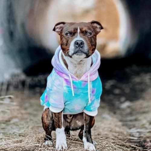 Spark Paws Dog Hoodie – Premium Dog Sweater for Small, Medium, and Large Dogs | Warm Outfits for French Bulldogs, Pitbull, Puppy, Winter Jacket Alternative - 90s Retro Sky Dye - 3XL — view 2