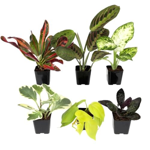 Easy to Grow Houseplants (Pack of 6), Live House Plants in Containers, Growers Choice Plant Set in Planters with Potting Soil Mix, Home Décor Planting Kit or Outdoor Garden Gifts by Plants for Pets