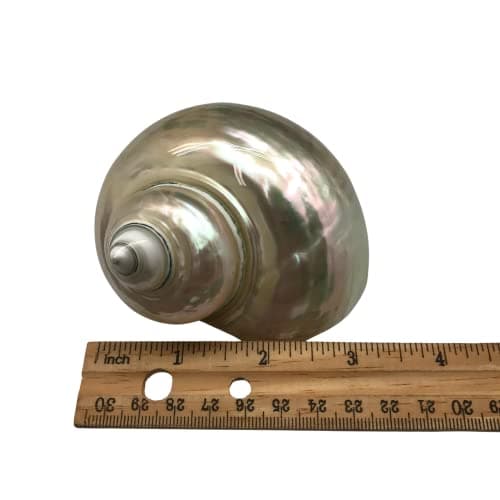 PEPPERLONELY 2 PC White Large Pearlized Silver Mouth Turbo, Hermit Crab Shells, 3 Inch ~ 3-1/2 Inch