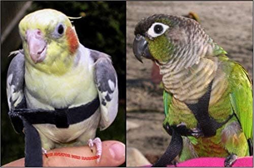 The AVIATOR Pet Bird Harness and Leash: Petite Green — view 4