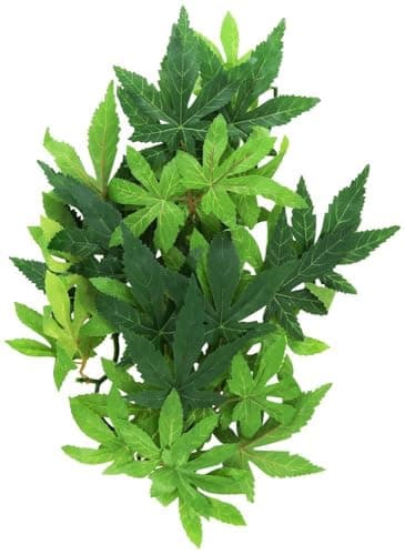 Exo Terra Silk Plant - Abutilon - Medium