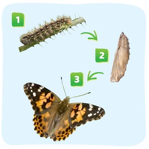 Insect Lore Raise and Release Butterfly Garden Kit – Caterpillar Habitat with redeemable Voucher – STEM-accredited Butterfly Growing Kit for Kids, Classrooms, and Homeschool Learning — view 9