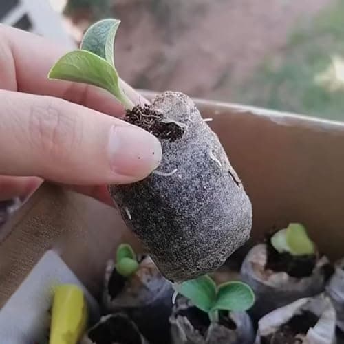 VOLINESSTI Peat Pellets 35mm 60 PCS, Seed Starter Peat, Compressed Seed Starting Pellets, Nutrient Block Potting Soil for Garden Planting, Flowers, Vegetables, Herbs — view 2
