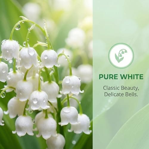 111 PCS White Lily of The Valley Flower Convallaria Majalis Seed Rich Seed Flower Seed (White) — view 3