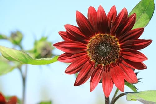 Red Sunflower Seeds for Planting - 50 Heirloom Non GMO Velvet Queen Flower Seeds Plant & Grow Home Outdoor Annual Garden - 1 Packet — view 2