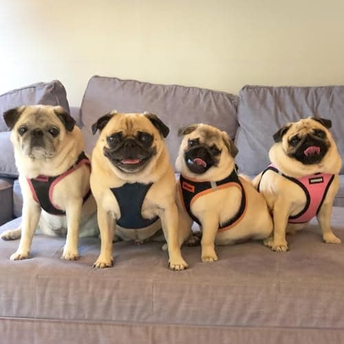 Best Pet Supplies Voyager All Weather No Pull Step-in Mesh Dog Harness with Padded Vest, Best Pet Supplies, Medium, Blue Base — view 7