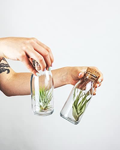 Shop Succulents | Assorted Collection of Live Air Plants, Hand Selected Variety Pack of Air Succulents | Collection of 6 — view 3