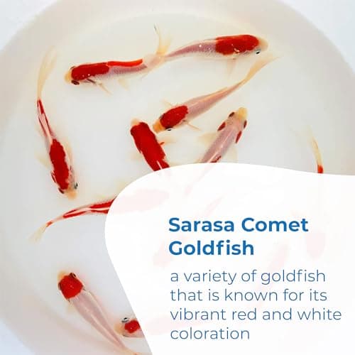 Toledo Goldfish Sarasa Comet Goldfish: Live Red and White Goldfish with a Variety of Patterns - Perfect for Stocking Ponds, Aquariums, or Tanks - 4-5 Inches, 50 Count