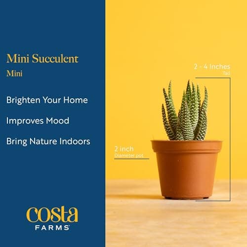 Costa Farms Succulents (25 Pack), Live Mini Succulent Plants, Grower's Choice Live House Plants, Potted in Nursery Plant Pots, Potting Soil Mix, Bulk Baby Shower, Bridal Shower Gift, DIY, Party Favors — view 3