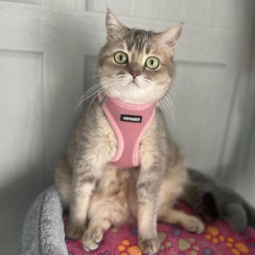 Best Pet Supplies Voyager Step-in Air Dog Harness - All Weather Mesh, Reflective, No Pull Harness for Small, Medium Dogs, Cats - Secure with Hook & Loop Fastener, Buckle, Double D-Rings - Pink, S — view 8