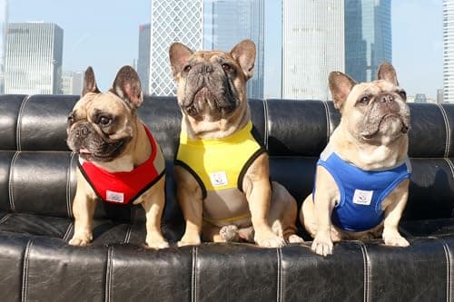 iChoue French Bulldog Summer Cooling Shirt for Dogs UV Sun Protection Vest Sleeveless Stretchy Tank Top English Pug Grey Red - Large — view 5