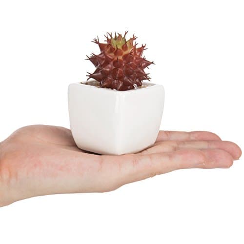 MyGift Set of 3 Miniature Artificial Succulent Plants w/Ceramic Plant Pots, Red — view 3