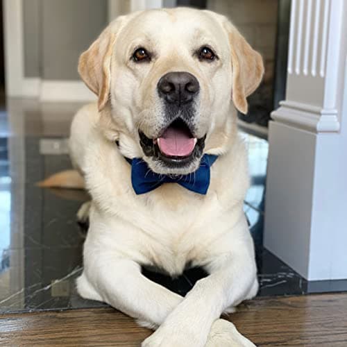 PETDURO Custom Dog Collar Personalized with Name Engraved Gold Metal Buckle for Large Medium Small Boy and Girl Dogs - Dog Leash and Bow Tie Set Available - Soft Comfy Velvet (Dark Blue, S) — view 5