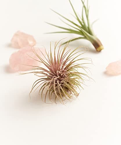 Shop Succulents | Assorted Collection of Live Air Plants, Hand Selected Variety Pack of Air Succulents | Collection of 6 — view 2