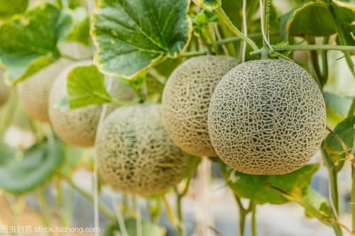 250+ Watermelon Seeds, 5 Variety Packs Melon Fruit Seeds Garden Non-GMO Heirloom Cantaloupe, Crimson Sweet Watermelon, Yellow Canary Melon, Green Flesh Honeydew Melon, Sugar Baby Watermelon — view 2