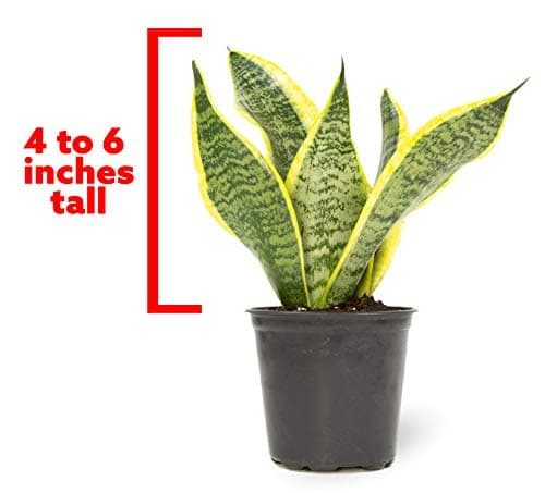 Live Snake Plant, Sansevieria trifasciata Superba, Fully Rooted Indoor House Plant in Pot, Mother in Law Tongue Sansevieria Plant, Potted Succulent Plant, Houseplant in Potting Soil by Plants for Pets — view 4