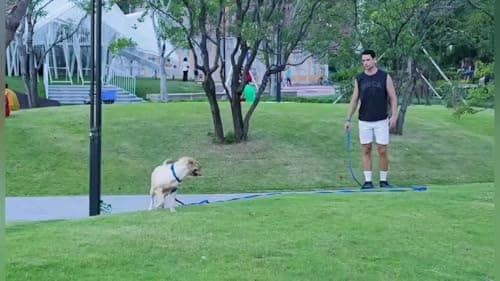 AMAGOOD Long Dog Leash for Training 15FT 20FT 30FT 50FT 100FT Long Dog Lead for Medium and Small Dogs Training,Tie Out,Play,Camping(15feet, Blue) — view 3