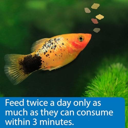 API TROPICAL FLAKES Fish Food .36-Ounce Container — view 4