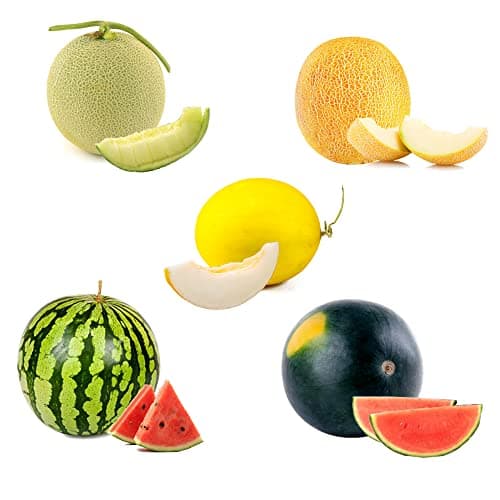 250+ Watermelon Seeds, 5 Variety Packs Melon Fruit Seeds Garden Non-GMO Heirloom Cantaloupe, Crimson Sweet Watermelon, Yellow Canary Melon, Green Flesh Honeydew Melon, Sugar Baby Watermelon — view 3