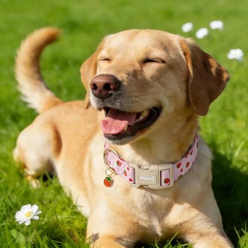 PREHAI Pink Strawberry Dog Collar Sweet Spring Summer Collars with Cute Strawberries Pattern for Female Girl Small Medium Large Dogs XS — view 4