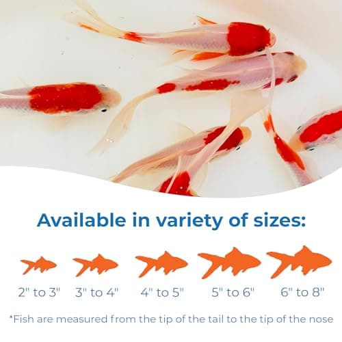Toledo Goldfish Sarasa Comet Goldfish: Live Red and White Goldfish with a Variety of Patterns - Perfect for Stocking Ponds, Aquariums, or Tanks - 3-4 Inches, 10 Count — view 2