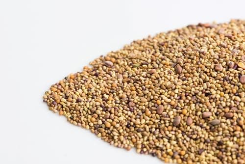Sandwich Booster Sprouting Seeds, Mumm's | Large Size: 250 Grams | Certified Organic & Non-GMO | Blend of Clover, Alfalfa, Radish & Mustard | High Germination | Wholesome, Delicious & Nutritious
