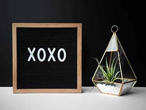 Shop Succulents | Assorted Collection of Live Air Plants, Hand Selected Variety Pack of Air Succulents | Collection of 6 — view 4