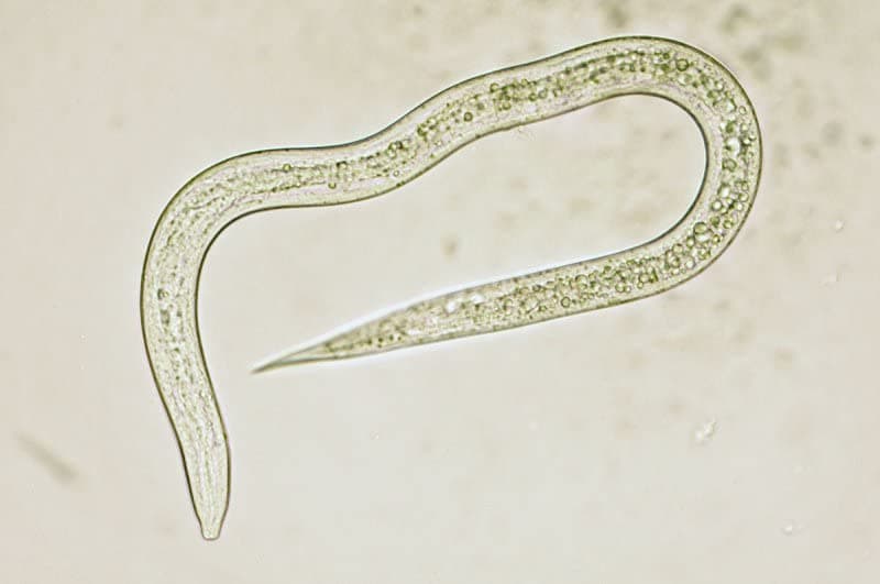 Beneficial Nematodes Pouch 10 Pack
