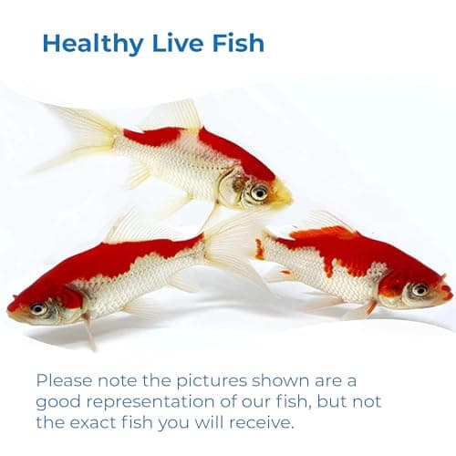 Toledo Goldfish Sarasa Comet Goldfish: Live Red and White Goldfish with a Variety of Patterns - Perfect for Stocking Ponds, Aquariums, or Tanks - 3-4 Inches, 10 Count — view 5