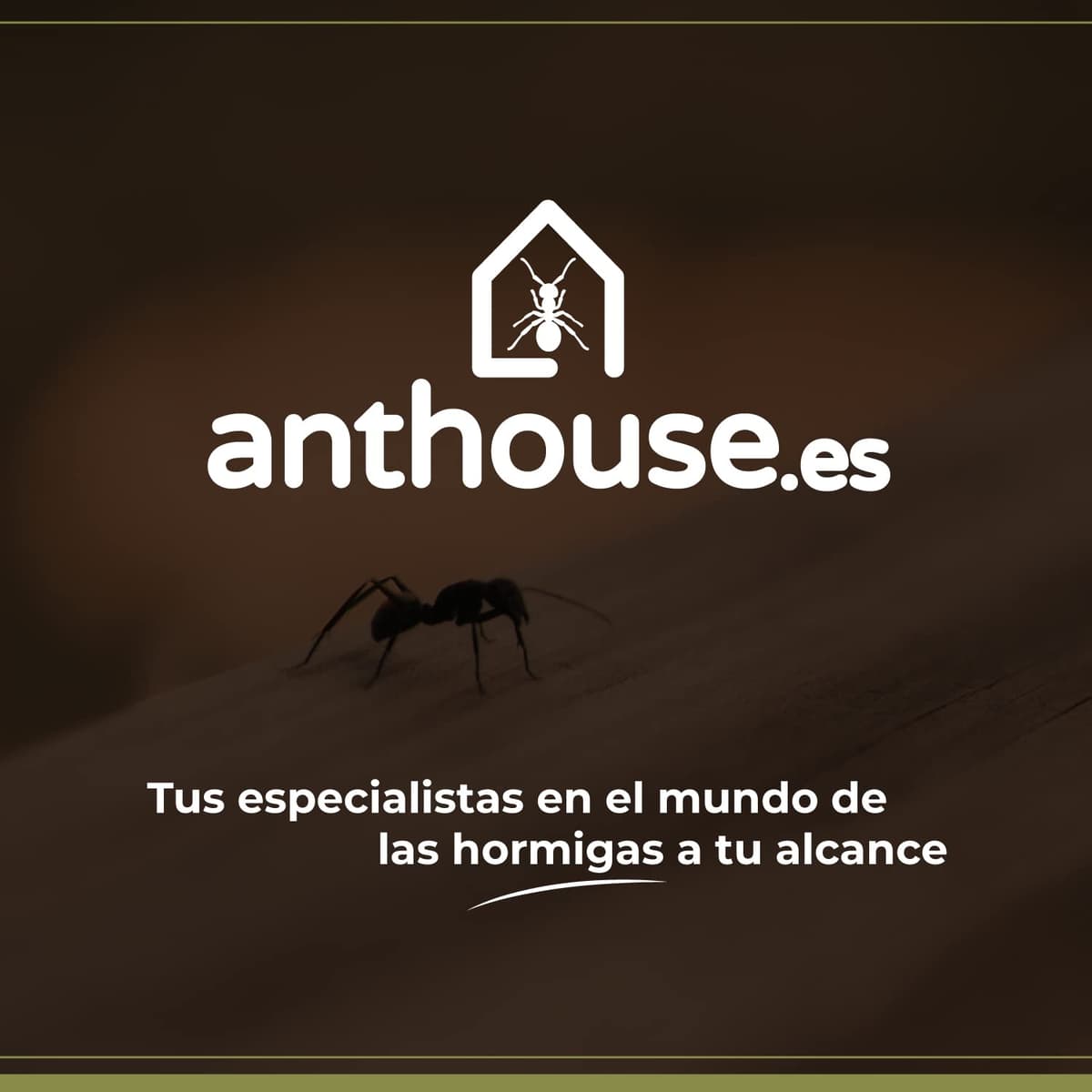 Anthouse - Hormiguero Natural de Arena Básico- Terrario 3D de Hormigas con Colonia Incluida - Kit Hormiguero Acrílico Tipo Sándwich (12x10x1 cm), Caja de Forrajeo con Tapadera (18x10x5 cm) - Verde — view 7