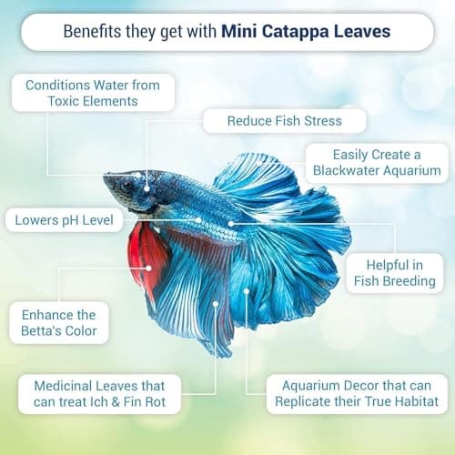 30PCS Premium Indian Almond Leaves,Size 6-9.8",Release Natural Tannins,Improves Immunity, Provide Shelter and Food in Fish,Leaf Suitable for Betta Fish,Shrimp, Snakes and Frogs — view 4