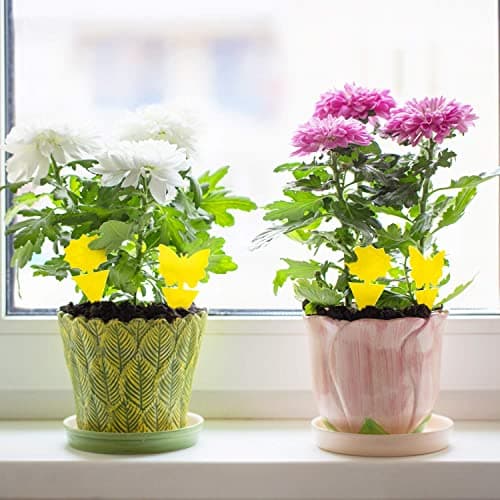 Fruit Fly Traps Fungus Gnat Traps Yellow Sticky Bug Traps 36 Pack No Harm and Odorless for Indoor Outdoor Use Protect The Plant — view 6