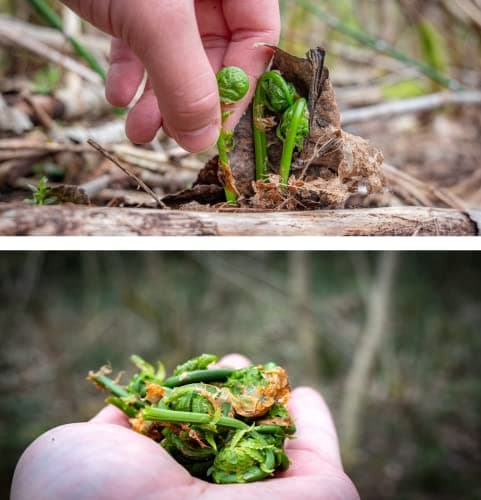 Wild Pickled Fiddleheads - Original - (Garlic + Bay Leaf, 250 ml - 8 oz) — view 5