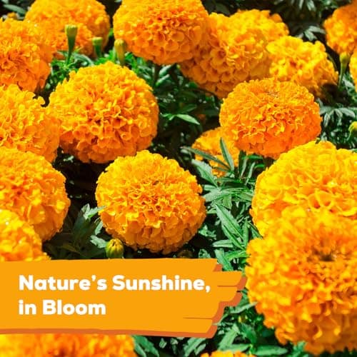 Fruivity Petite Heirloom French Marigold Seeds for Planting, 400+ Flower Seeds Perennial Seed Packet,Home and Garden Easy to Grow, Indoor & Outdoor Gardening, Companion Plant & Quick Blooming — view 4