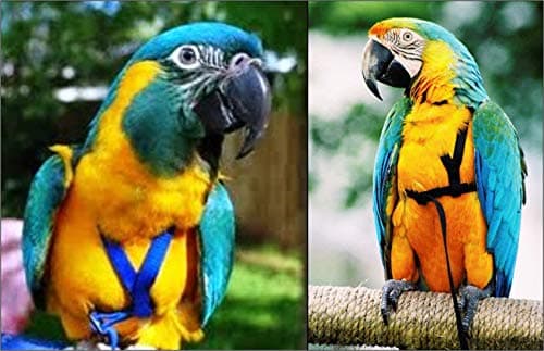 The AVIATOR Pet Bird Harness and Leash: Large Blue — view 5