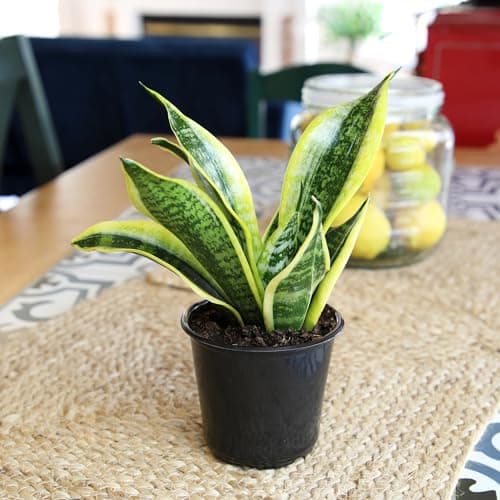 Live Snake Plant, Sansevieria trifasciata Superba, Fully Rooted Indoor House Plant in Pot, Mother in Law Tongue Sansevieria Plant, Potted Succulent Plant, Houseplant in Potting Soil by Plants for Pets — view 2