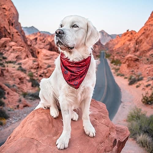 Wilderdog Dog Bandana with Lightweight Quick Drying Poly-Blend Mesh Material in Rodeo — view 6