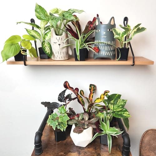 Easy to Grow Houseplants (Pack of 6), Live House Plants in Containers, Growers Choice Plant Set in Planters with Potting Soil Mix, Home Décor Planting Kit or Outdoor Garden Gifts by Plants for Pets — view 4