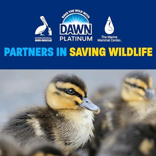 Dawn Platinum Refill Jug Dish Soap Fresh Rain, 1.52L — view 4