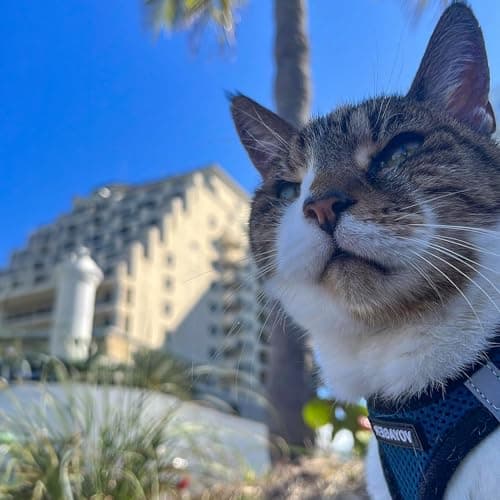 Best Pet Supplies Voyager All Weather No Pull Step-in Mesh Dog Harness with Padded Vest, Best Pet Supplies, Medium, Blue Base — view 8