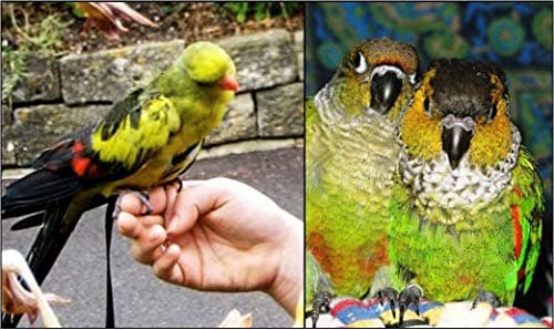 The AVIATOR Pet Bird Harness and Leash: Petite Green — view 5