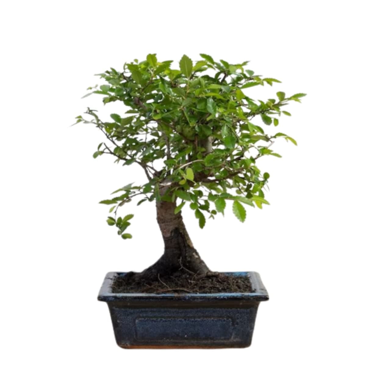 Verdecora Bonsai 5 años | En maceta de cerámica de 15x10x5cm (Zelkova - Olmo Chino)