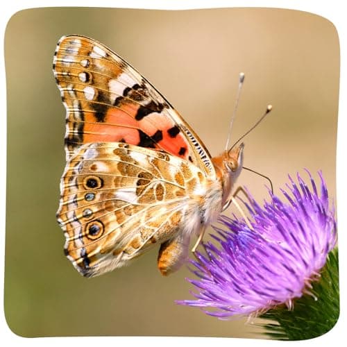 Insect Lore Butterfly Garden with 10 Live Baby Caterpillars - Habitat, Feeder, Chrys-A-Lid Holders, STEM Activity Journal - Raise and Release Painted Lady Butterflies — view 6