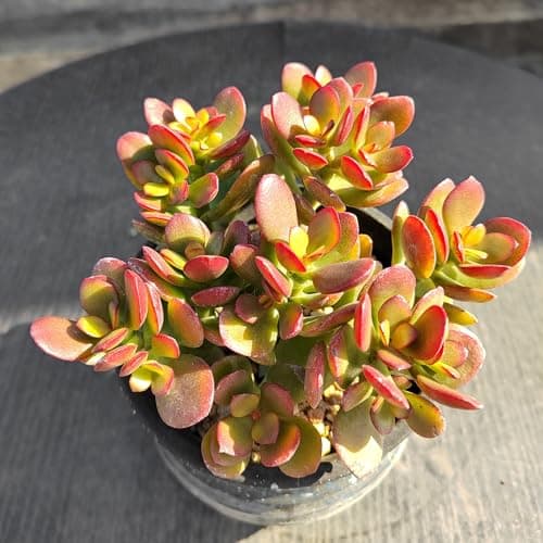 Sprout N Green Dwarf Jade - Crassula Ovata Crosby's Compact, Rare Cute Succulent Plant Fully Rooted in 2" Pot, Easy to Care, Keep Away from Pets — view 2